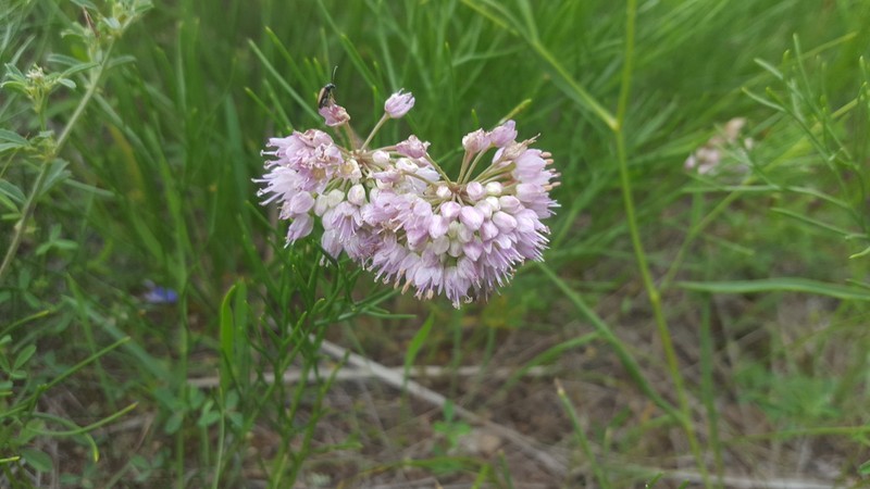 Allium spurium photo 6