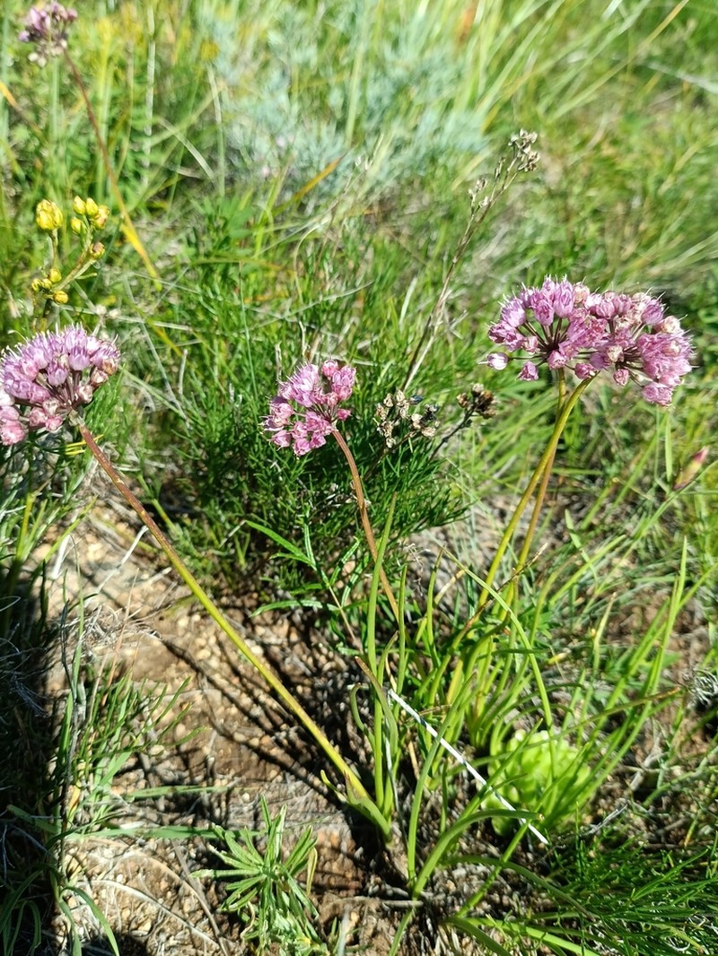 Allium spurium photo 8