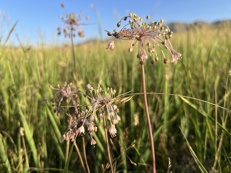 Allium stamineum