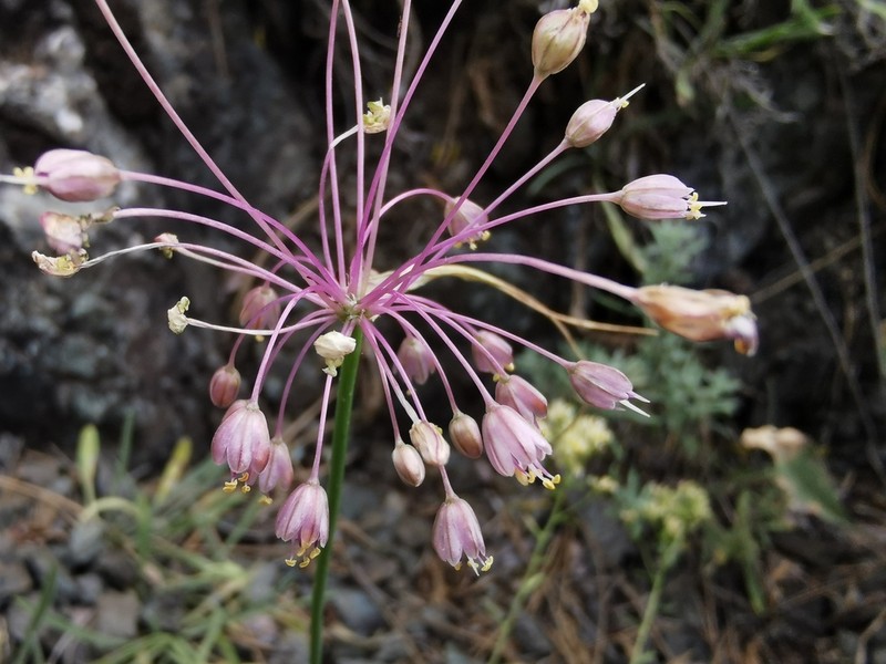 Allium stamineum photo 2