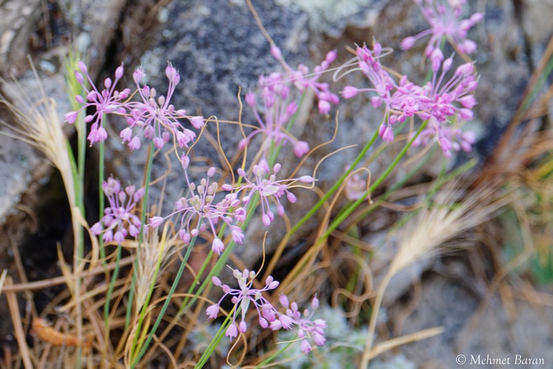 Allium stamineum photo 3