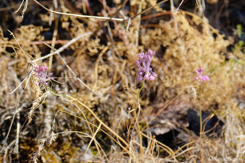 Allium stamineum photo 4