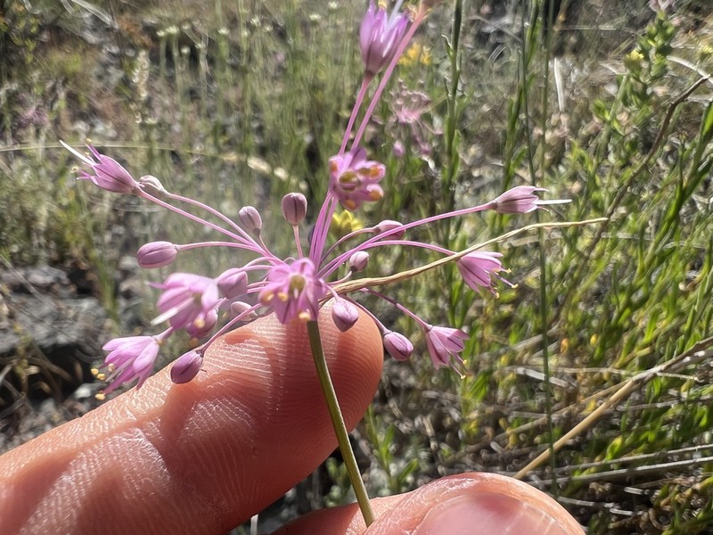 Allium stamineum photo 5
