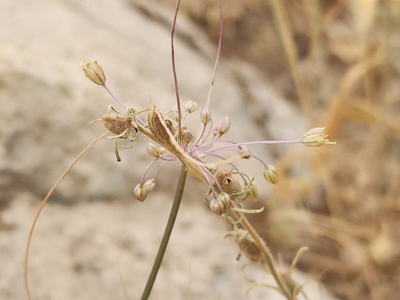 Allium stamineum photo 6