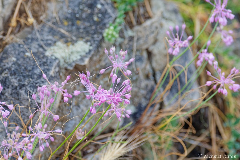 Allium stamineum photo 8