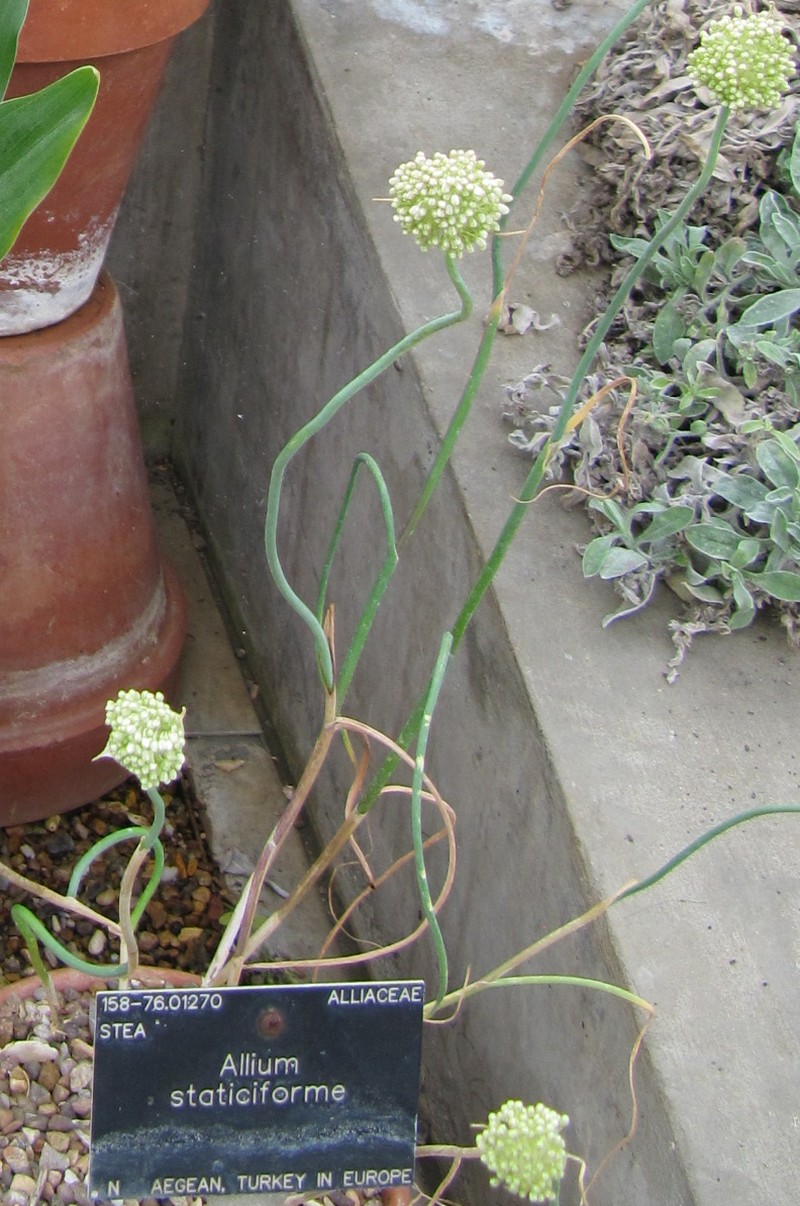 Allium staticiforme
