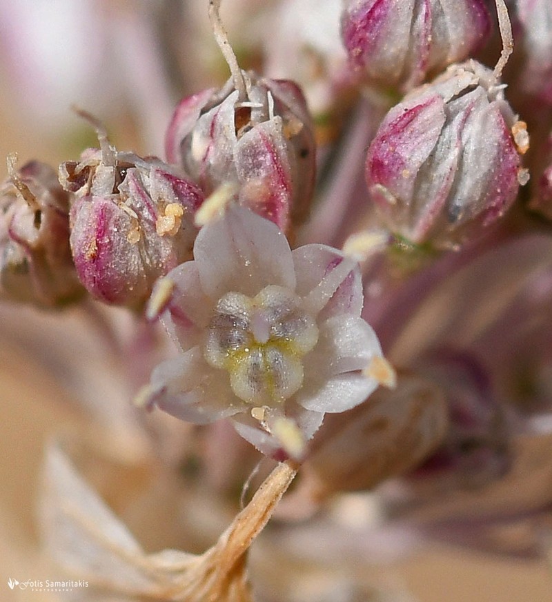 Allium staticiforme photo 2