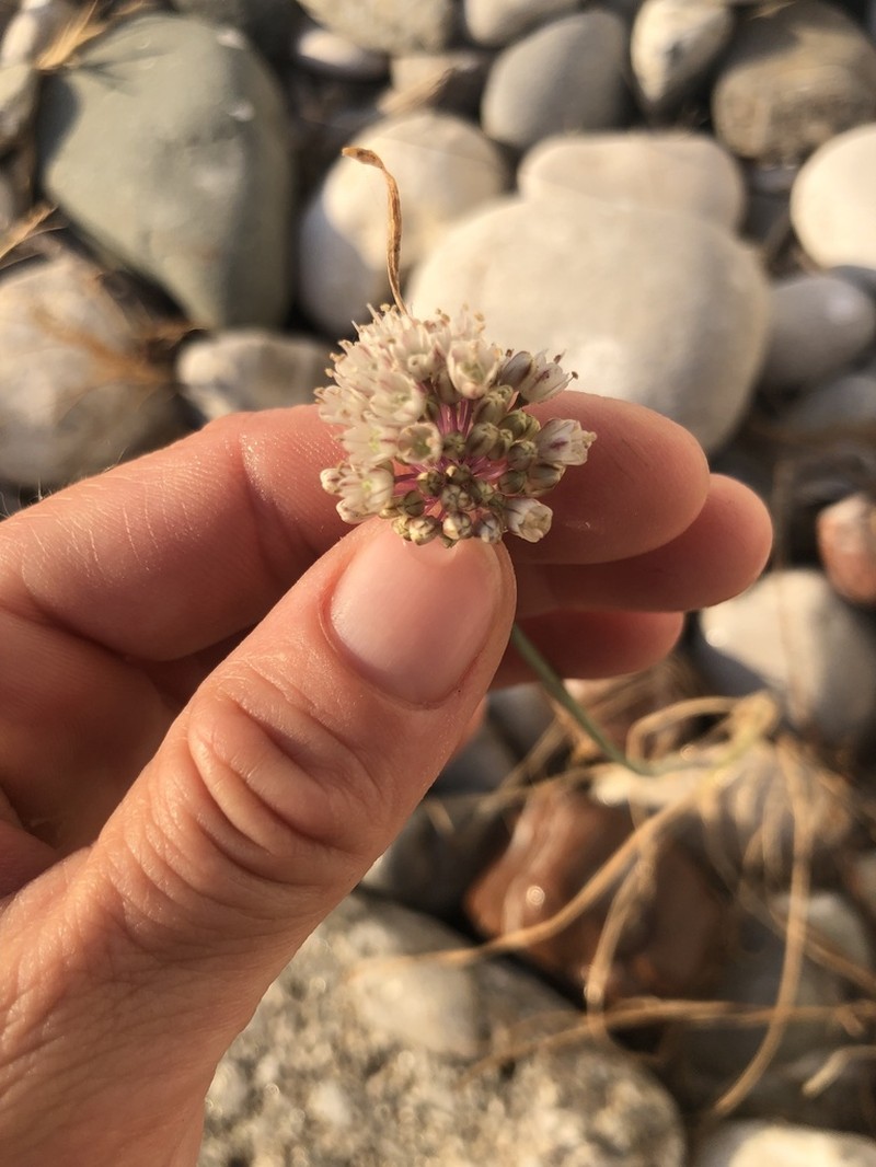 Allium staticiforme photo 3