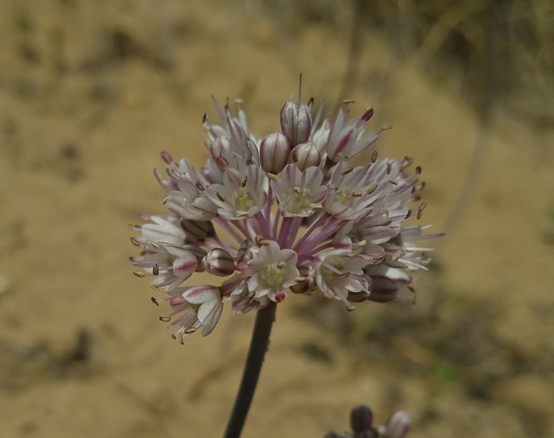 Allium staticiforme photo 5