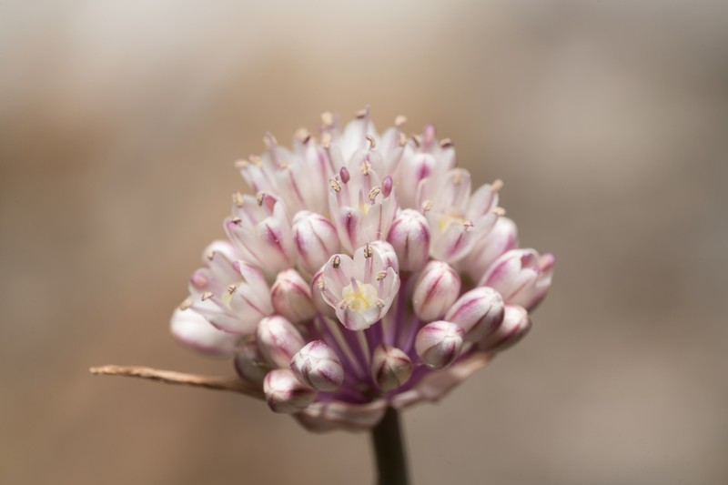 Allium staticiforme photo 6