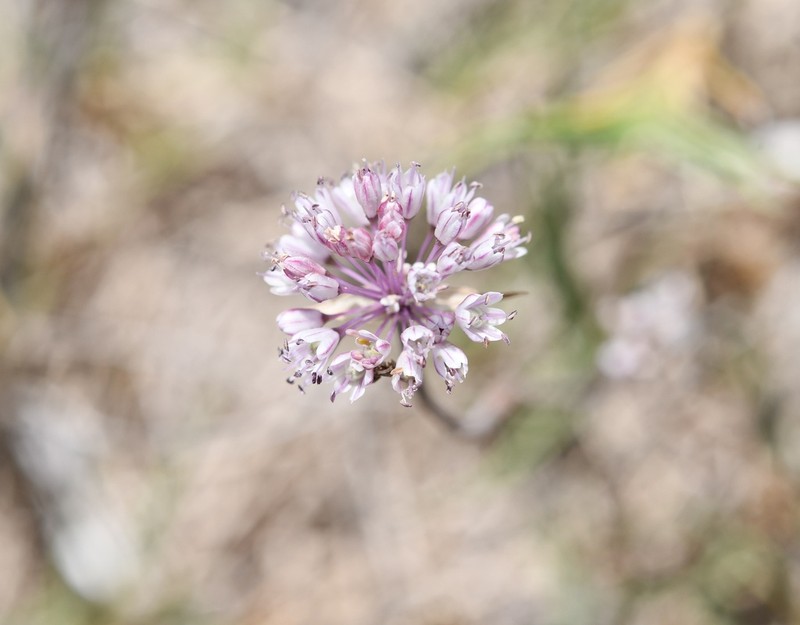 Allium staticiforme photo 7
