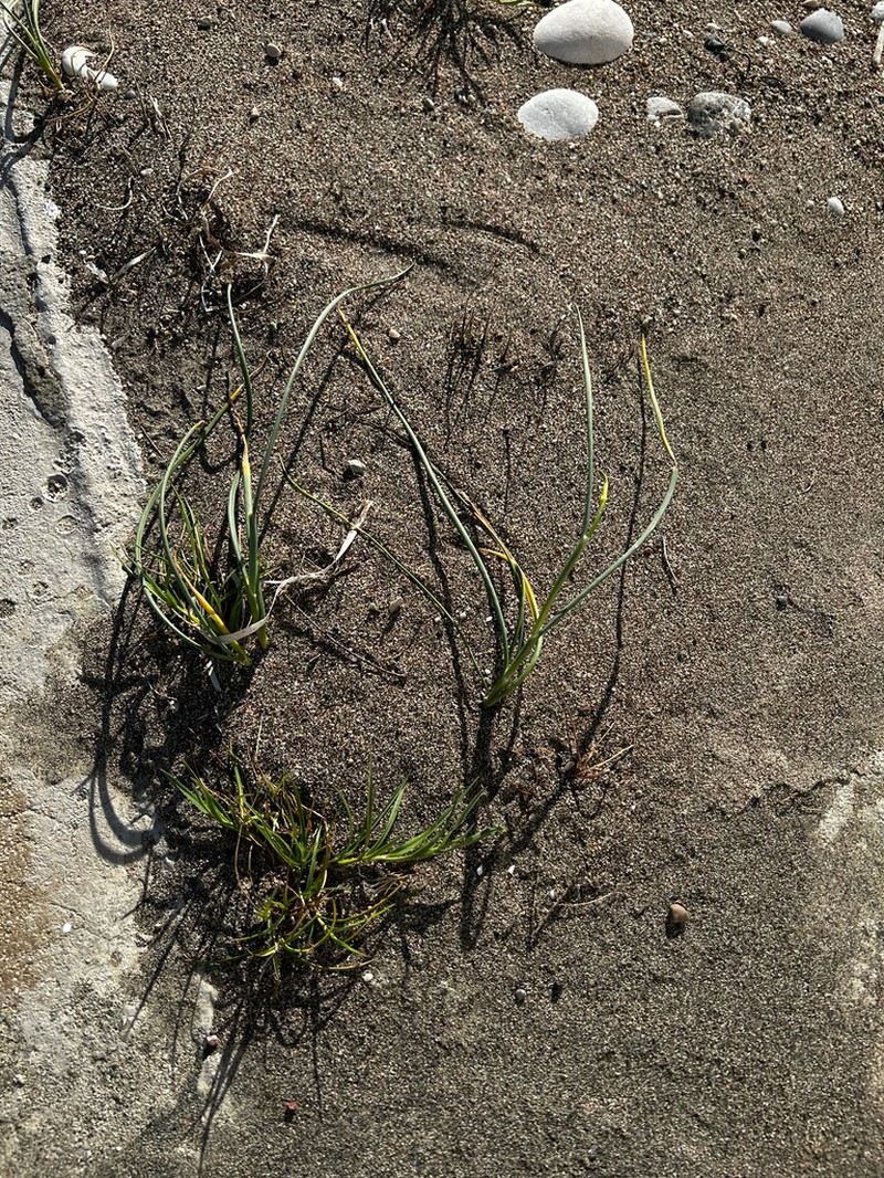 Allium staticiforme photo 8