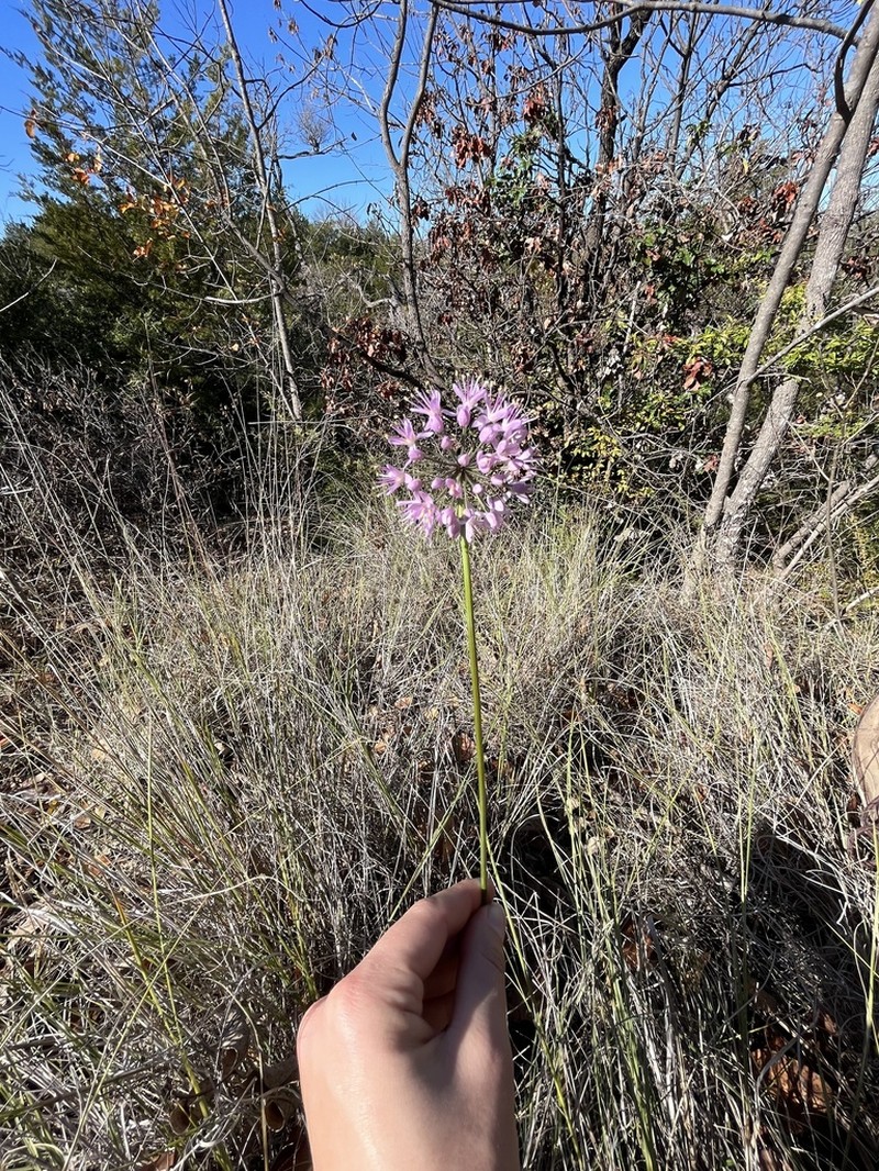Autumn Onion photo 3