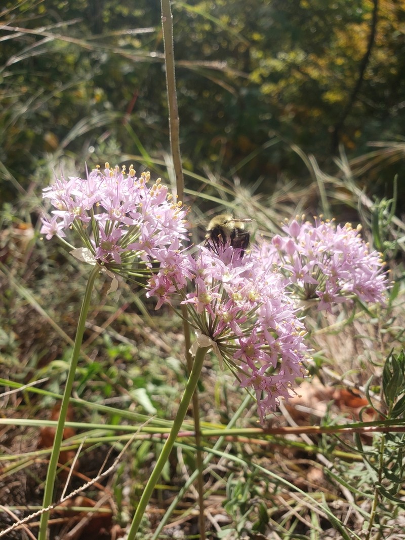 Autumn Onion photo 4