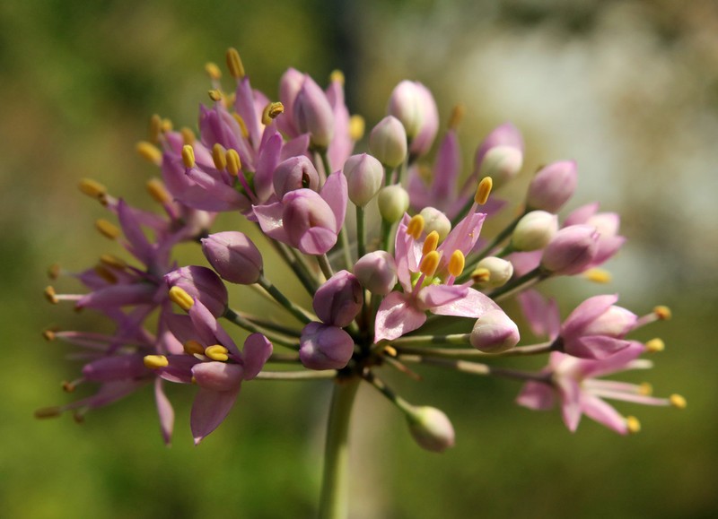 Autumn Onion photo 6