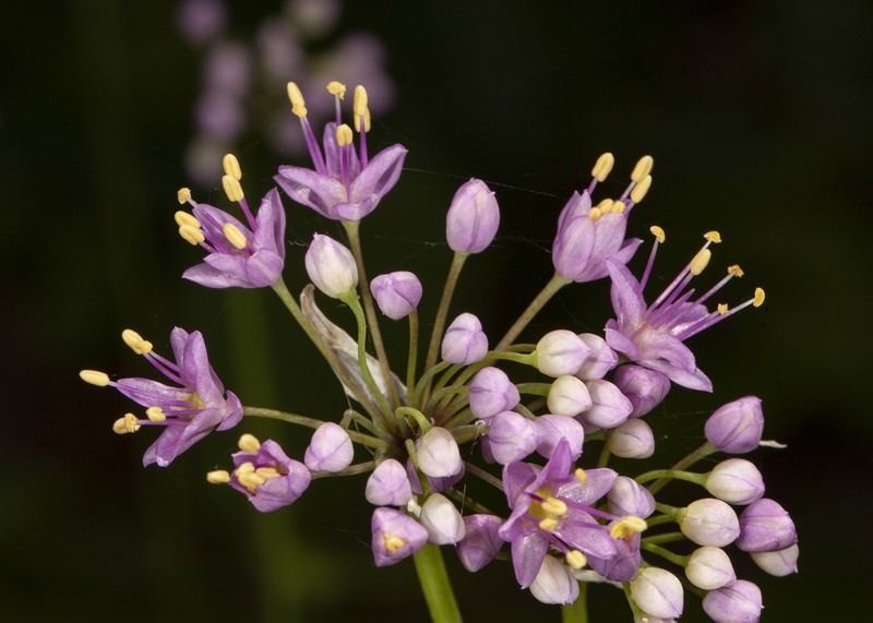 Autumn Onion photo 7
