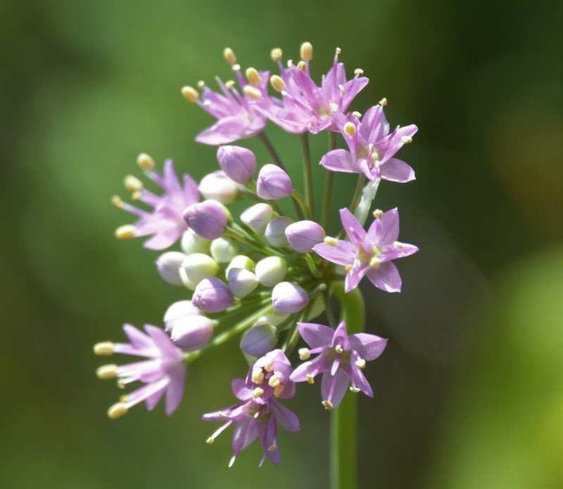 Autumn Onion photo 8