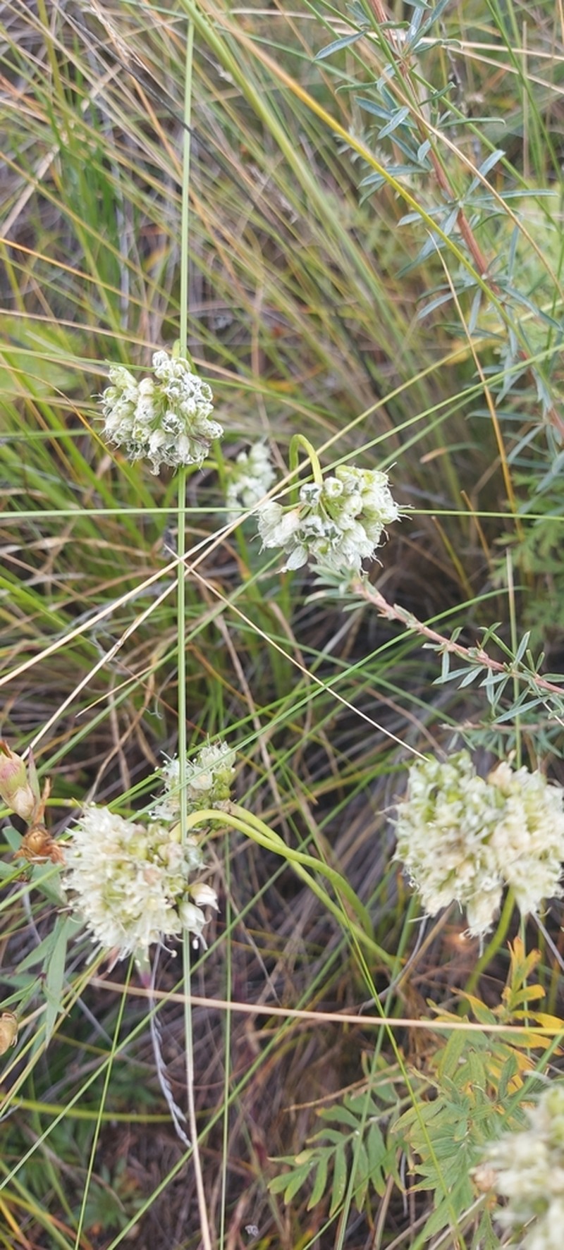 Allium stellerianum photo 3