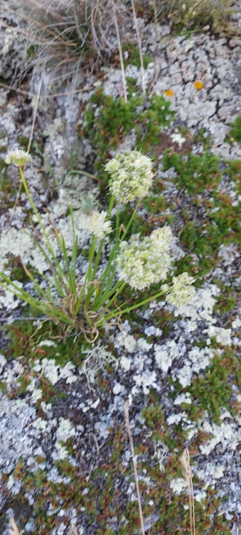 Allium stellerianum photo 4