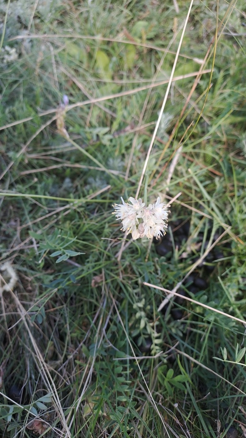 Allium stellerianum photo 5
