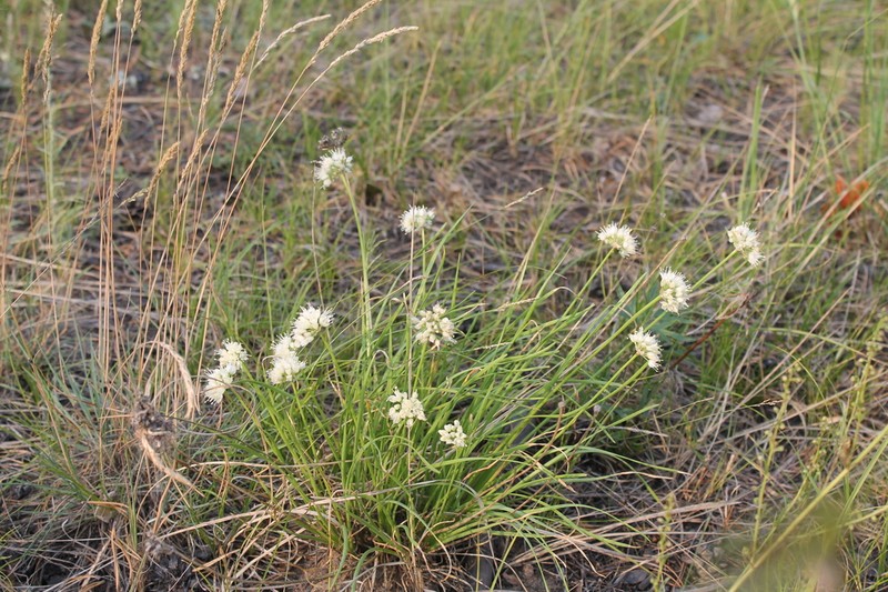 Allium stellerianum photo 6