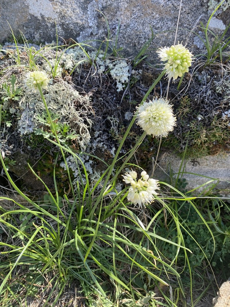 Allium stellerianum photo 7