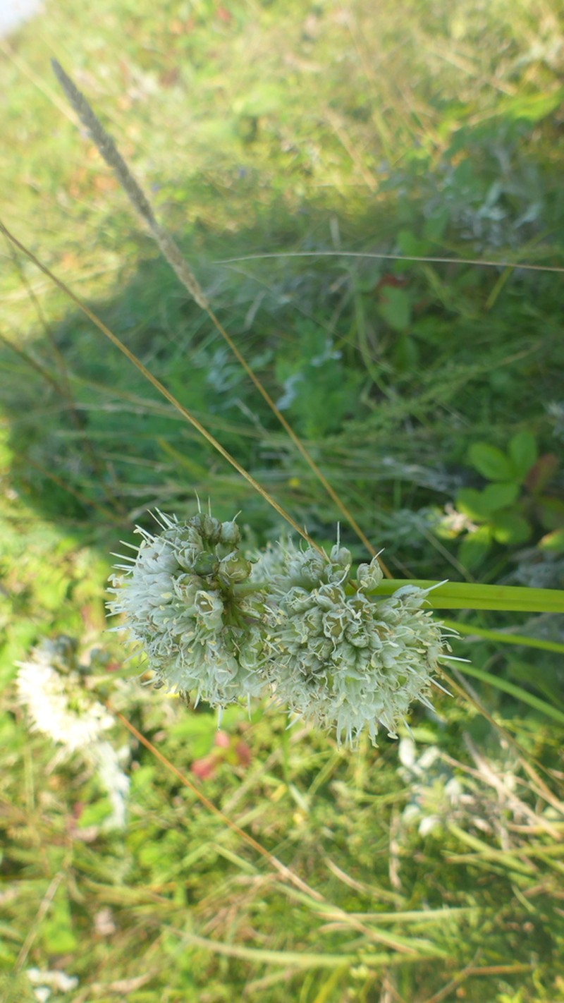 Allium stellerianum photo 8