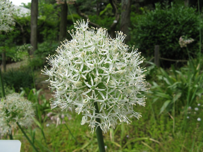 Allium stipitatum photo 2