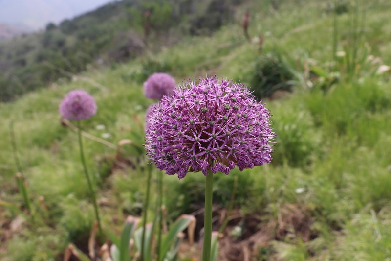 Allium stipitatum photo 3