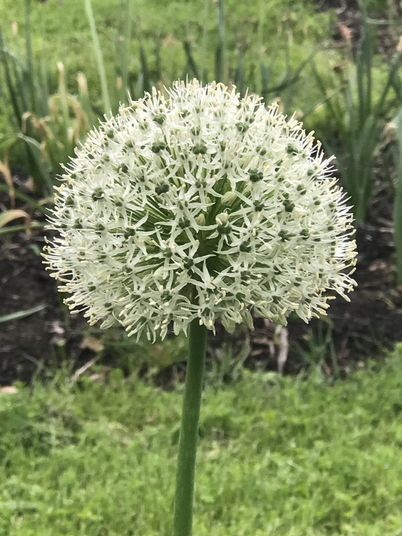 Allium stipitatum photo 4