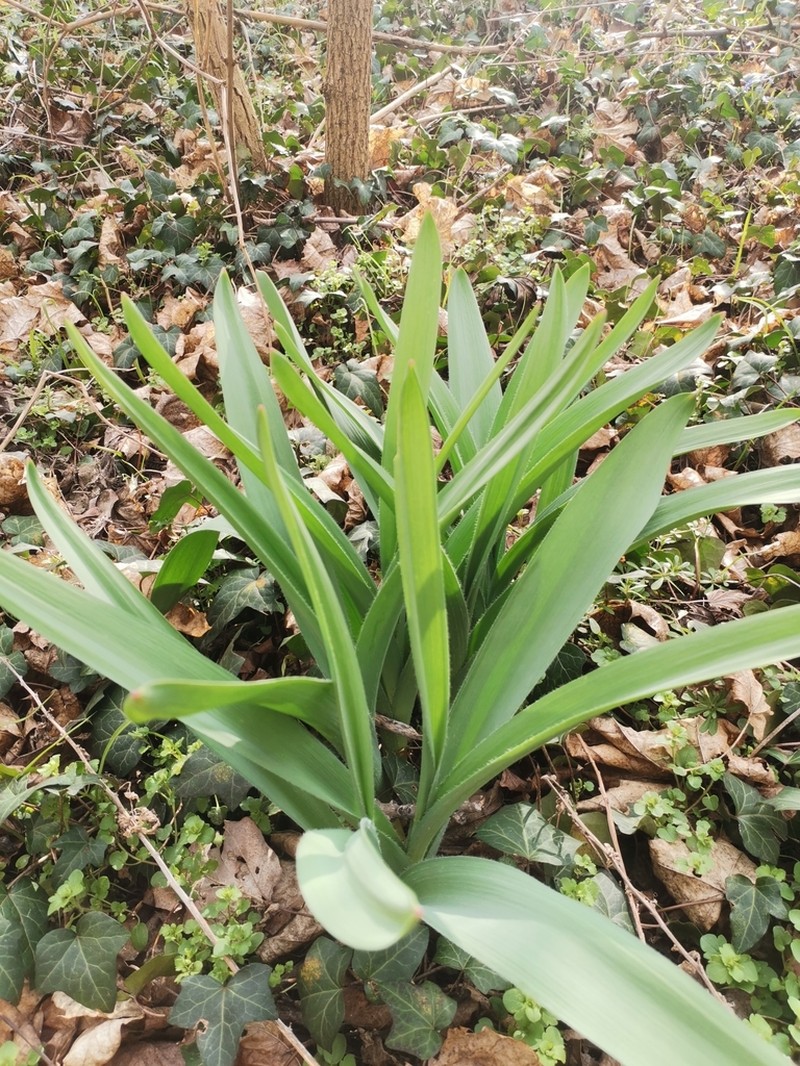 Allium stipitatum photo 5