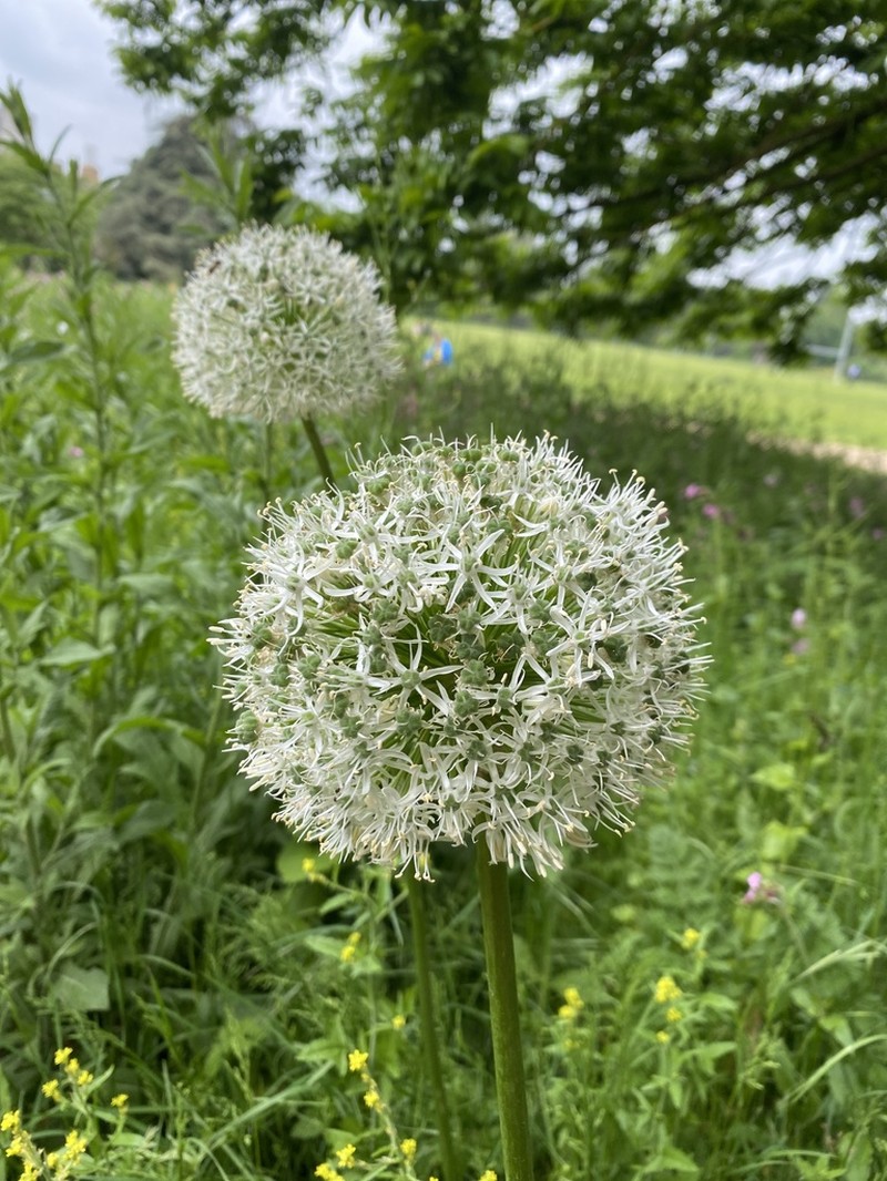Allium stipitatum photo 6