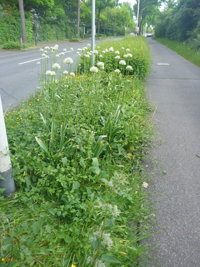 Allium stipitatum photo 7
