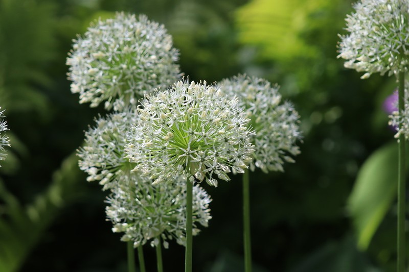 Allium stipitatum photo 8