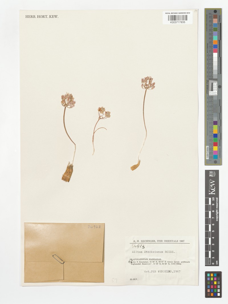 Allium stocksianum
