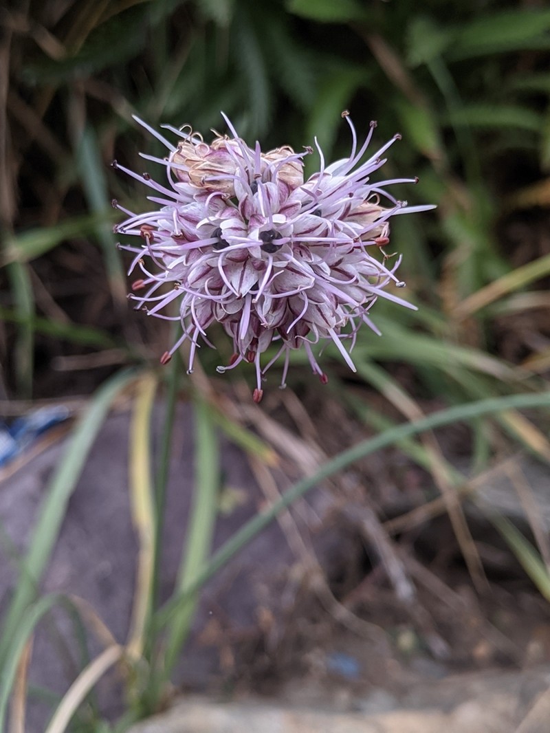 Allium stracheyi