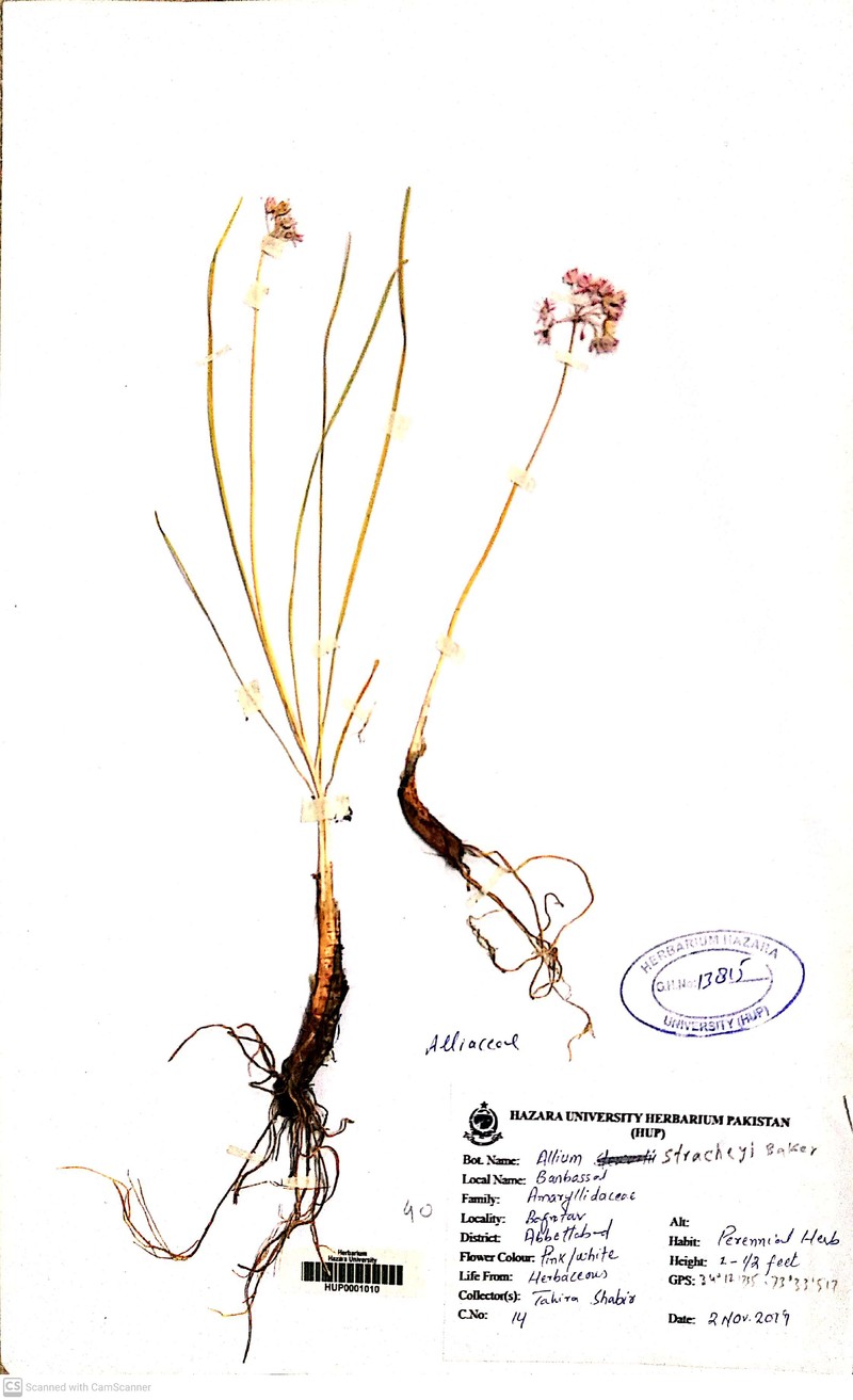 Allium stracheyi photo 2