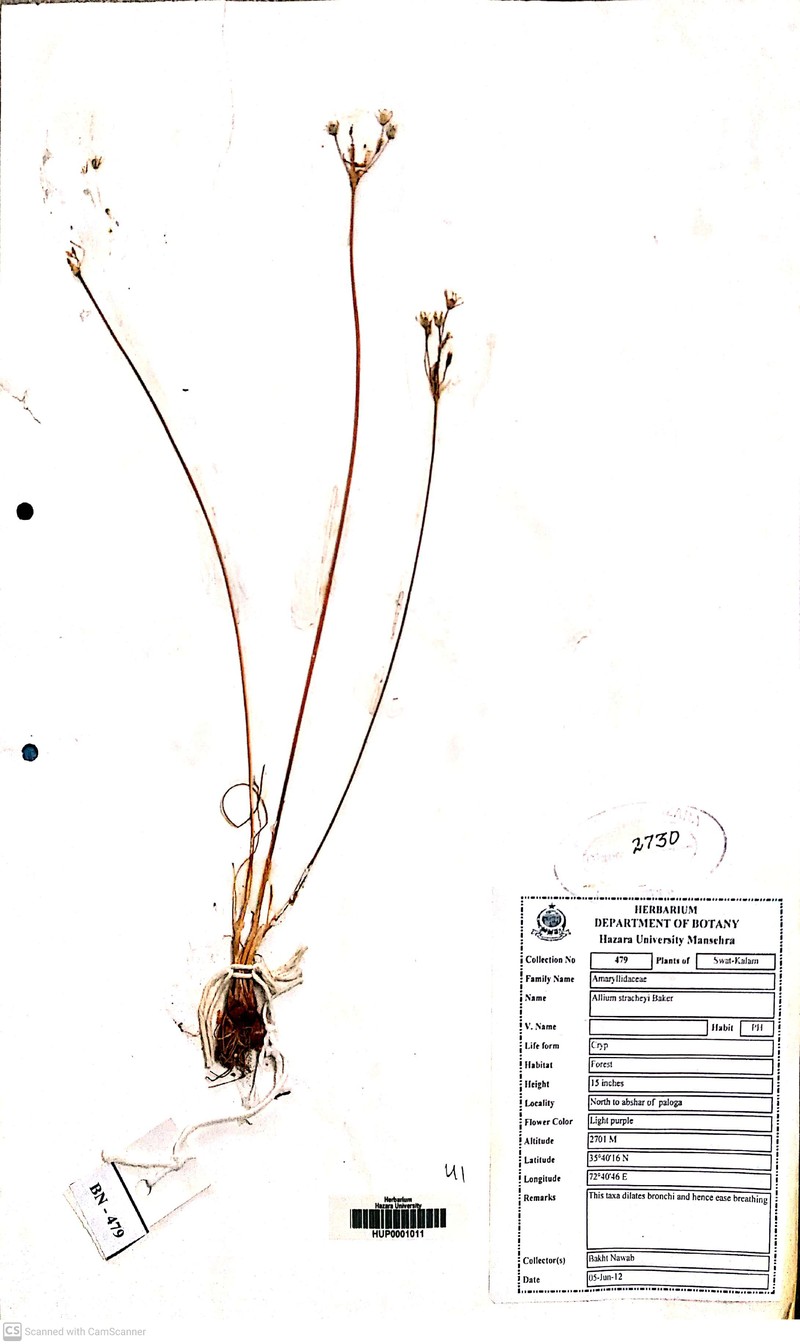 Allium stracheyi photo 3