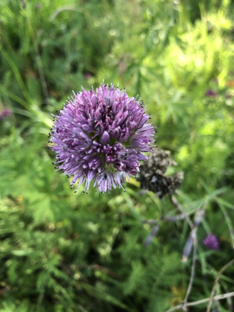 Allium strictum photo 3