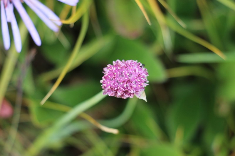 Allium strictum photo 4