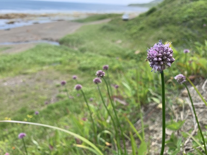 Allium strictum photo 5