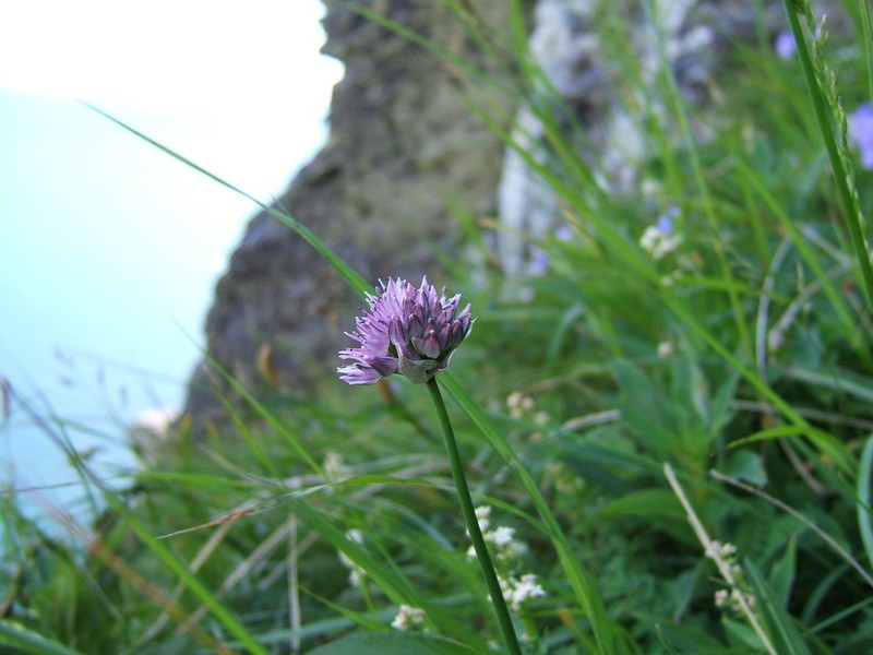 Allium strictum photo 6