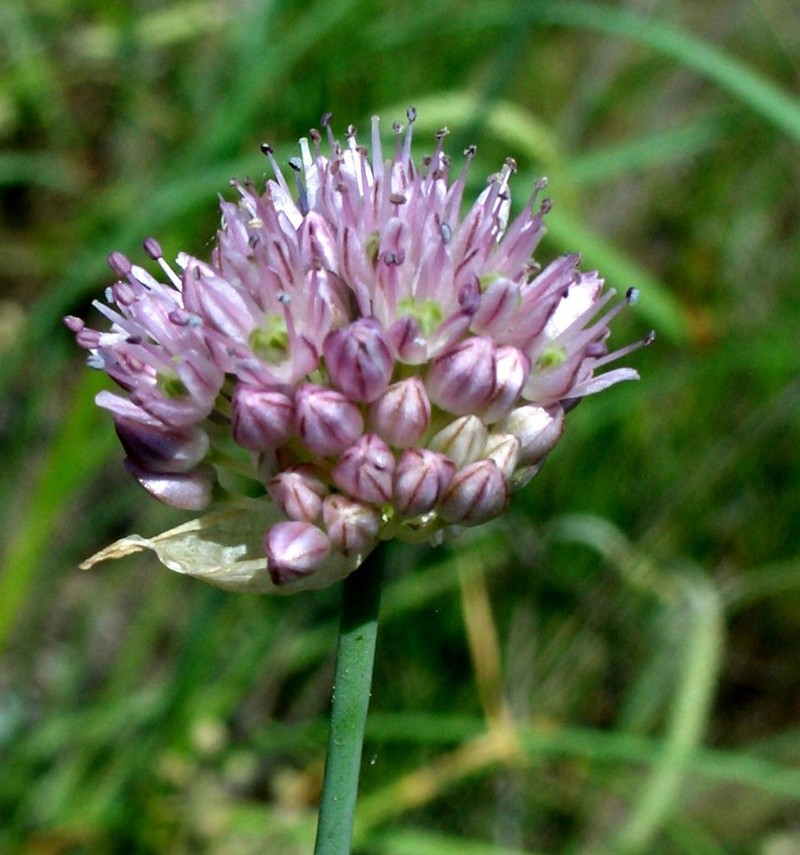 Allium strictum photo 7