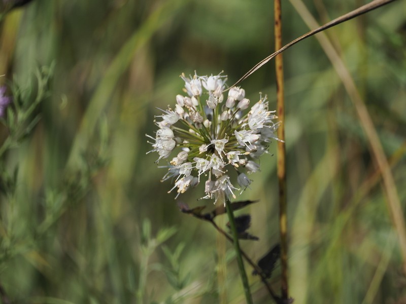 Allium suaveolens photo 2