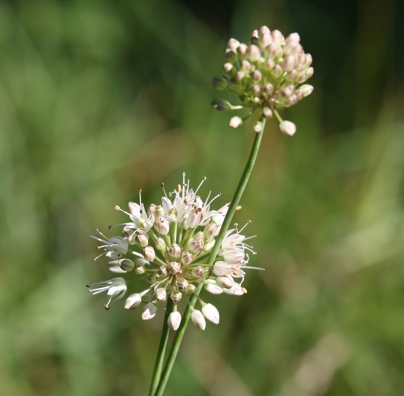 Allium suaveolens photo 3