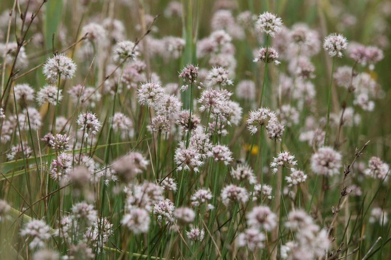 Allium suaveolens photo 4