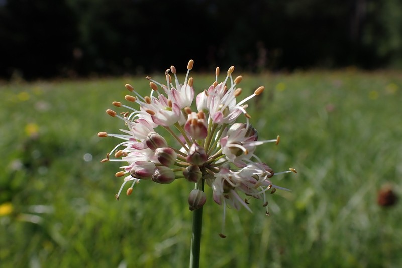 Allium suaveolens photo 5