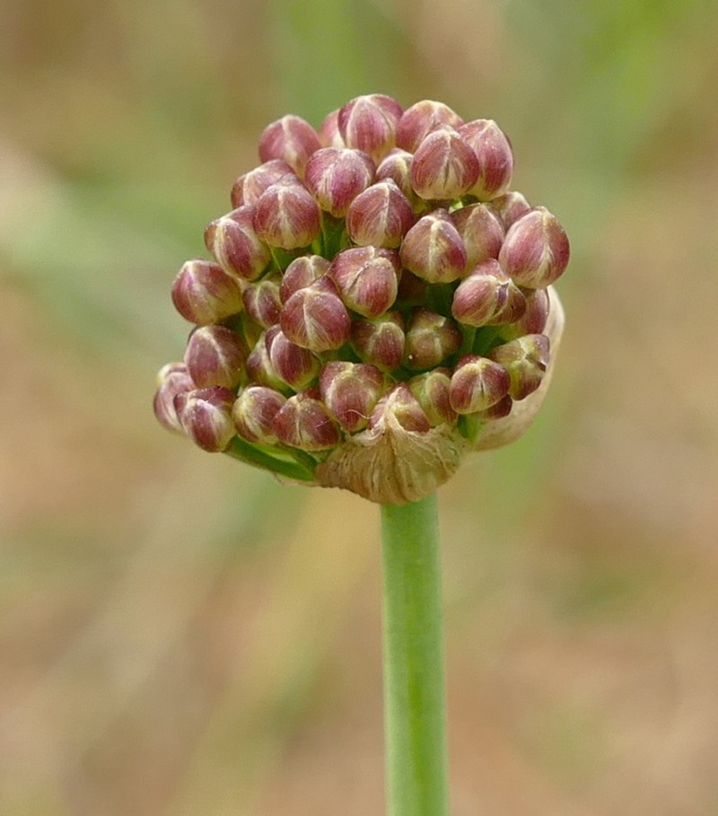 Allium suaveolens photo 6