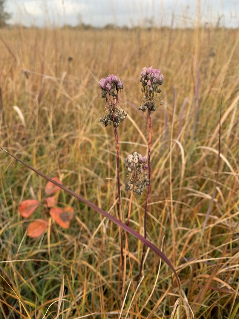 Allium suaveolens photo 7
