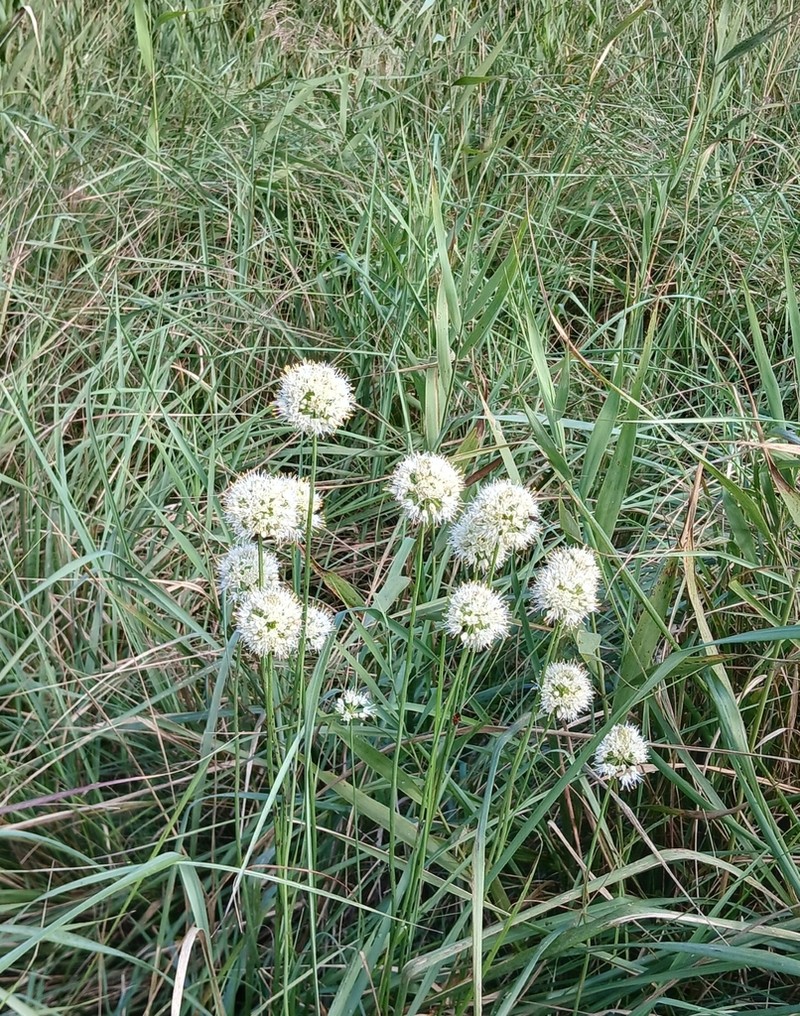 Allium suaveolens photo 8